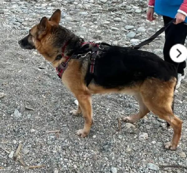 Pastore Tedesco adulto salvato e salito a SAVONA in stallo Foto 3